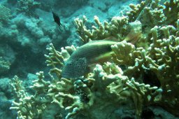 20000620_Abu_Ramada_Süd_0039